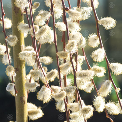 Gardeners Dream Salix Caprea Pendula TreeKilmarnock WillowHardyLow Maintenance (4Ft Stem) from B&Q