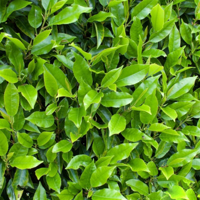 B&Q -  Prunus Myrtifolia TreeEvergreenPortuguese LaurelDrought Tolerant (5-6Ft)