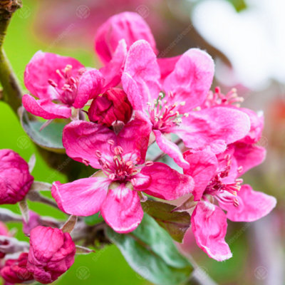 B&Q -  Malus Harry Baker TreeCrab Apple TreeFuchsia Pink Spring BlossomsLow Maintenance (5-6Ft)