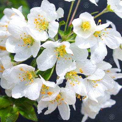 B&Q -  Malus Wedding Bouquet TreeCrab Apple TreeIvory White FlowersRed FruitsHardy (5-6Ft)