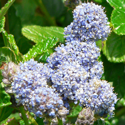 Gardeners Dream Ceanothus Yankee Point Garden PlantVibrant Blue BloomsCompact Size (15-30Cm Height Including Pot) from B&Q