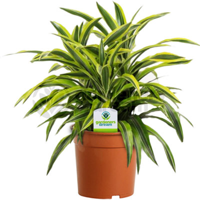 Dracaena Surprise - 1 Plant - House / Office Live Indoor Pot Plant Tree - Image 4