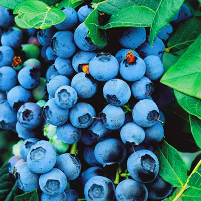  - Gardeners Dream Blueberry Bluecrop (9Cm)