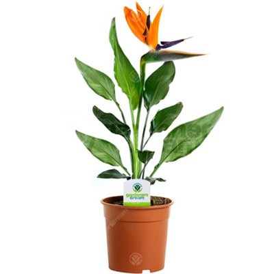 Gardeners Dream Strelitzia NicolaiEasy To Care For Bird Of Paradise Plant (40-50Cm Height Incl. Pot) from B&Q