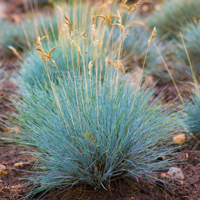 B&Q -  Festuca Glauca Elijah Blue Evergreen Compact Outdoor Garden Grass Plant In Pot9Cm Pot (15-30Cm)