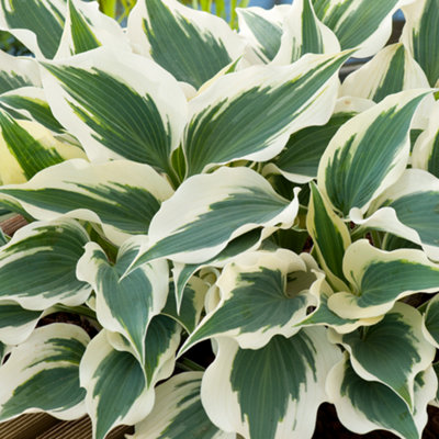 Gardeners Dream Hosta Wide Brim (10-20Cm Height Including Pot) Garden PlantCompact PerennialVariegated Foliage from B&Q