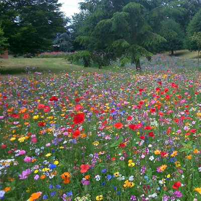 Gardeners Dream 250G Wild Flower Seed Mix 100 Percent Annual Meadow Plants Attracts Bees & Butterfly from B&Q