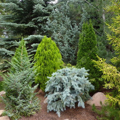 B&Q -  Conifer Plant MixBeautiful Collection Of Outdoor PlantsIdeal For Uk Gardens9Cm Pots (5 Pack)