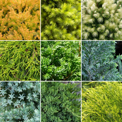 B&Q -  Conifer Varieties Plant CollectionBeautiful Mix Of Outdoor PlantsIdeal For Uk Gardens9Cm Pots (5 Pack)