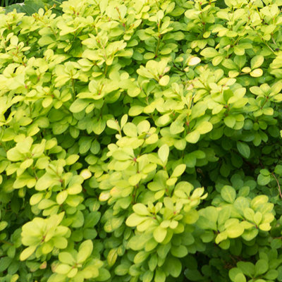 Gardeners Dream Berberis AureaOutdoor Flowering ShrubIdeal For Uk GardensCompact Size (15-30Cm Height Including Pot) from B&Q
