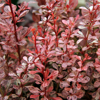 B&Q -  Berberis Thunbergii 'harlequin' Japanese Barberry Deciduous Shrub Plant In Pot9Cm Pot (15-25Cm)