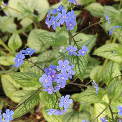 Gardeners Dream Brunnera Sea HeartSilvery-Green LeavesHardy ShrubLow Maintenance (30-40Cm Height Including Pot) from B&Q
