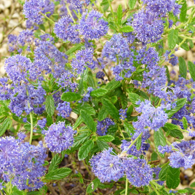 Gardeners Dream Ceanothus Thyrsiflorus 'el Dorado' Evergreen Garden Lilac Shrub Plant In Pot9Cm Pot (15-25Cm) from B&Q