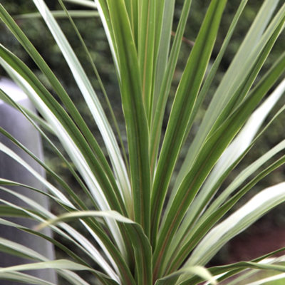 Gardeners Dream Cordyline Atlantic GreenOutdoor Flowering ShrubIdeal For Uk GardensCompact Size (30-40Cm Height Including Pot) from B&Q