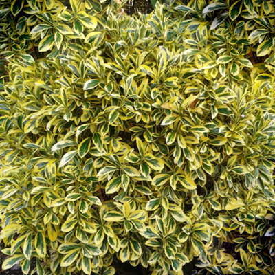 Gardeners Dream Euonymus Ovatus AureusColourful Variegated FoliageEvergreen ShrubHardyEasy Care (25-35Cm Height Including Pot) from B&Q