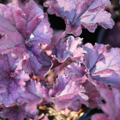 Gardeners Dream Heuchera Forever Garden Plant - Deep Foliage, Compact Size (20-30Cm Height Including Pot) Purple