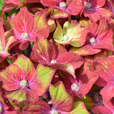 Gardeners Dream Hydrangea Glam Rock Garden PlantColorful FlowersCompact SizeHardy (25-35Cm Height Including Pot) from B&Q
