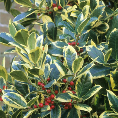 Gardeners Dream Ilex Altaclerensis 'golden King' Evergreen Hardy Holly Hedge Shrub Plant In Pot9Cm Pot (20-30Cm) from B&Q