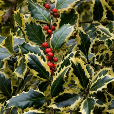 Gardeners Dream Ilex Aquifolium 'argentea Marginata' Evergreen Hardy Holly Shrub Plant In Pot9Cm Pot (20-30Cm) from B&Q