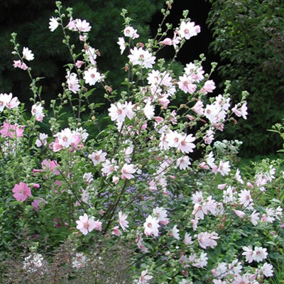 Gardeners Dream Lavatera Barnsley Garden PlantLarge Pink FlowersCompact SizeHardy (25-35Cm Height Including Pot) from B&Q