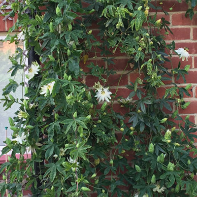 Gardeners Dream Passiflora 'snow Queen' White Passion Flower Hardy Shrub Climber Plant In Pot9Cm Pot (20-30Cm Height Incl. Pot) from B&Q