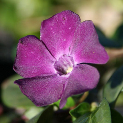 Gardeners Dream Vinca Atropurpurea Garden Plant - Periwinkle Flowers, Evergreen Ground Cover (15-20Cm Height Including Pot) Purple