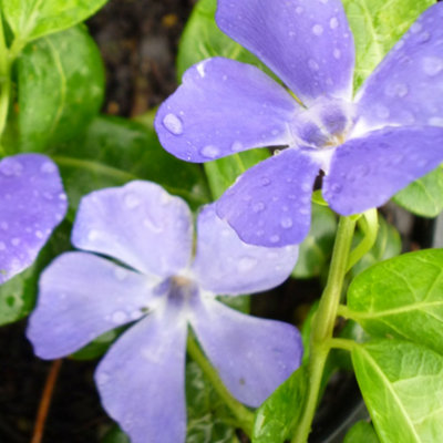 Gardeners Dream Vinca Bowles Garden Plant - Periwinkle Flowers, Evergreen Ground Cover (10-20Cm Height Including Pot) Lavender