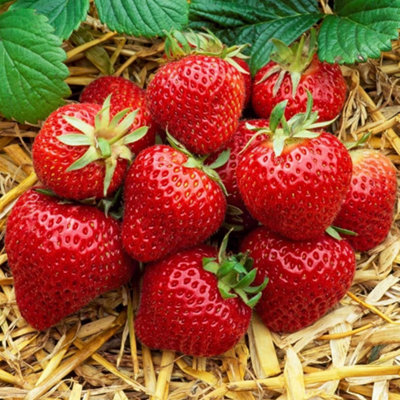 Gardeners Dream Strawberry Honeoye Bare RootGrow Your Own BarerootFresh Fruit PlantsIdeal For Uk Gardens (10 Pack) from B&Q