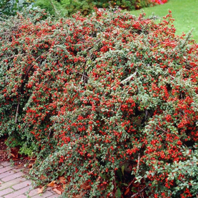 B&Q -  Cotoneaster Horizontalis Garden PlantSpreading HabitCompact Size (20-40Cm25 Plants)