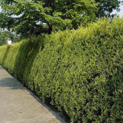Gardeners Dream Leylandii Gold Garden PlantGolden FoliageCompact Size (30-50Cm25 Plants) from B&Q
