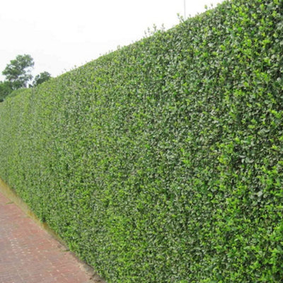 Gardeners Dream Ligustrum Ovafolium Garden PlantEvergreen FoliageCompact Size (20-40Cm5 Plants) from B&Q