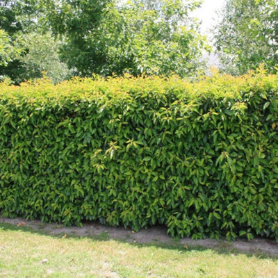 B&Q -  Prunus Lusitanica Garden PlantCompact SizeEvergreen Foliage (20-40Cm50 Plants)