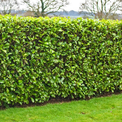 B&Q -  Prunus Rotundifolia Garden PlantCompact SizeGlossy Evergreen Foliage (20-40Cm50 Plants)