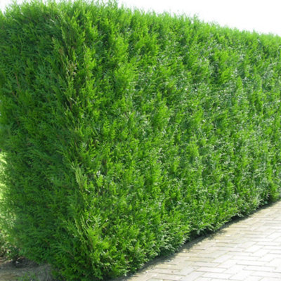 Gardeners Dream Thuja Atrovirens Garden PlantEvergreenCompact Size (20-40Cm100 Plants) from B&Q