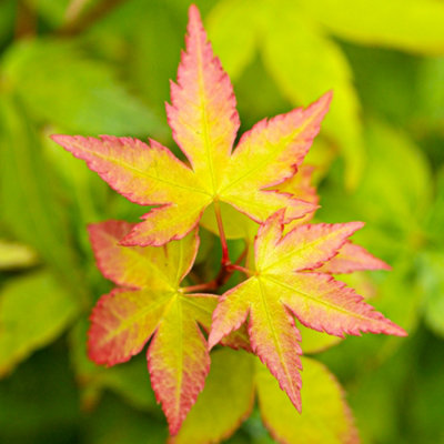 B&Q -  Acer Little PrincessJapanese MapleVibrant FoliageHardy (30-40Cm Height Including Pot)