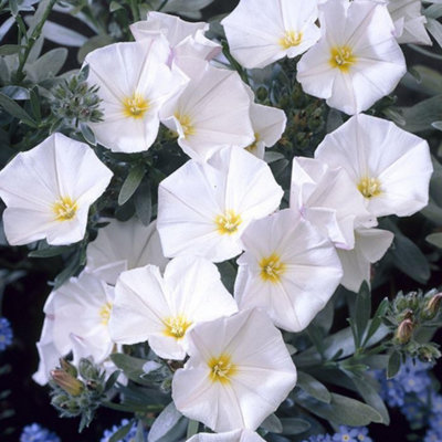 Gardeners Dream Convolvulus CneorumOutdoor Flowering ShrubIdeal For Uk GardensCompact Size (15-30Cm Height Including Pot) from B&Q