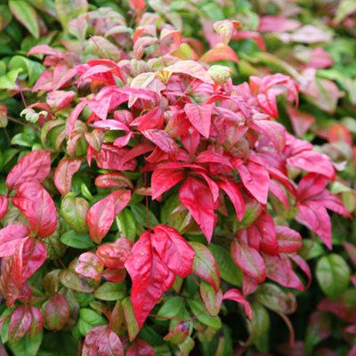 Gardeners Dream Nandina Domestica Firepower Hardy Evergreen Heavenly Bamboo Shrub Plant In Pot9Cm Pot (20-30Cm) from B&Q