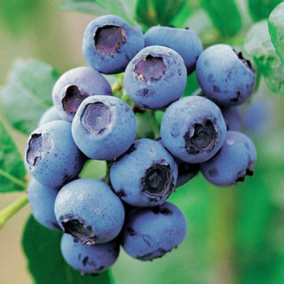 B&Q -  Vaccinium Goldtraube PlantAbundant BerriesCompact SizeCold-Hardy (10-30Cm Height Including Pot)