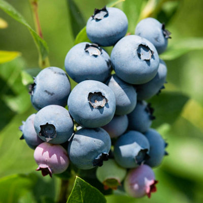 B&Q -  Vaccinium Jersey PlantAbundant BerriesCompact SizeCold-Hardy (10-30Cm Height Including Pot)