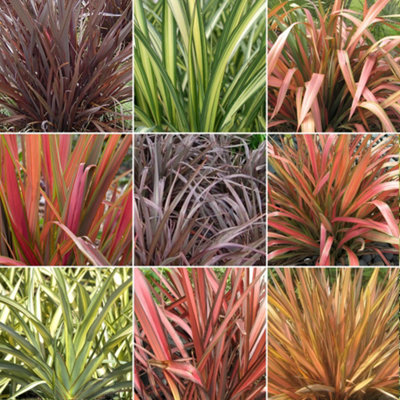 B&Q -  Phormium Plant MixBeautiful Collection Of Outdoor PlantsIdeal For Uk Gardens9Cm Pots (3 Pack)