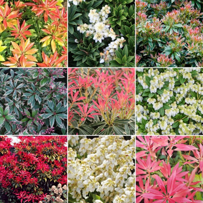 B&Q -  Pieris Plant MixBeautiful Collection Of Outdoor PlantsIdeal For Uk Gardens9Cm Pots (3 Pack)