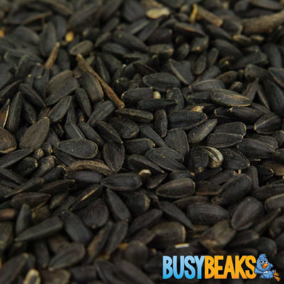 Gardeners Dream 10Kg Busybeaks Black Oil Sunflower SeedsOil Rich Feed Wild Garden Bird Food from B&Q