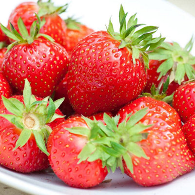 Gardeners Dream Strawberry Flamenco Bare RootGrow Your Own BarerootFresh Fruit PlantsIdeal For Uk Gardens (20 Pack) from B&Q