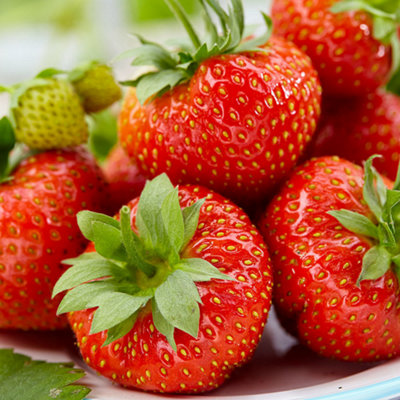 Gardeners Dream Strawberry Korona Bare RootGrow Your Own BarerootFresh Fruit PlantsIdeal For Uk Gardens (10 Pack) from B&Q