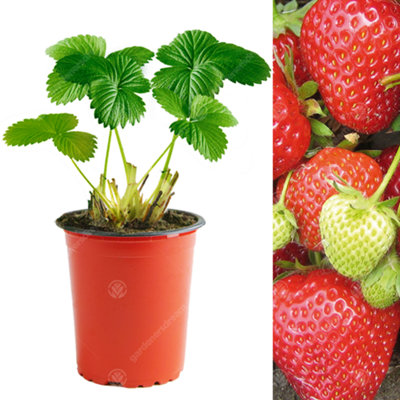 Gardeners Dream Strawberry Cambridge FavouriteOutdoor Fruit Plants For GardensPotsContainers (9Cm Pots10 Pack) from B&Q