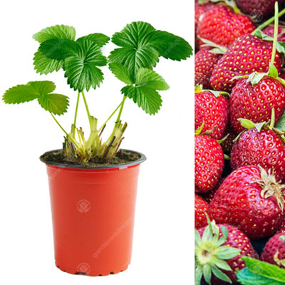 Gardeners Dream Strawberry Honeoye - Outdoor Fruit Plants For Gardens, Pots, Containers (9Cm Pots, 5 Pack) 9Cm