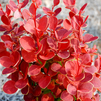 Gardeners Dream Berberis Orange RocketOutdoor Flowering ShrubIdeal For Uk GardensCompact Size (15-30Cm Height Including Pot) from B&Q