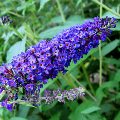 Gardeners Dream Buddleia Empire BlueOutdoor Flowering ShrubIdeal For Uk GardensCompact Size (15-30Cm Height Including Pot) from B&Q