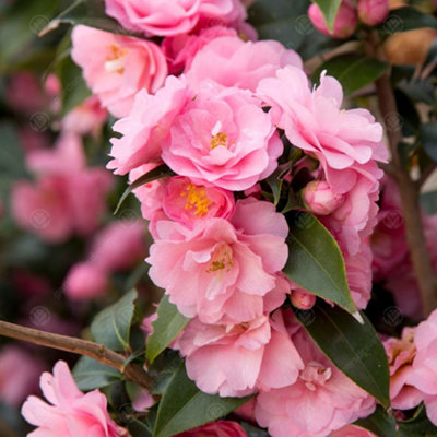 Gardeners Dream Camellia Spring Festival Live Evergreen Outdoor Garden Hardy Shrub Plant In Pot9Cm Pot (20-30Cm) from B&Q