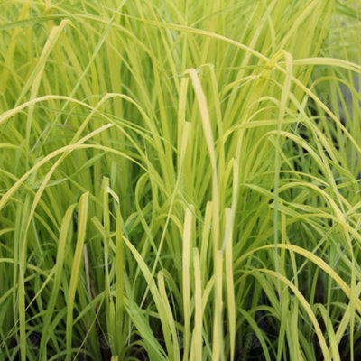 Gardeners Dream Carex AureaGolden-Yellow FoliageEvergreen (20-30Cm Height Including Pot) from B&Q